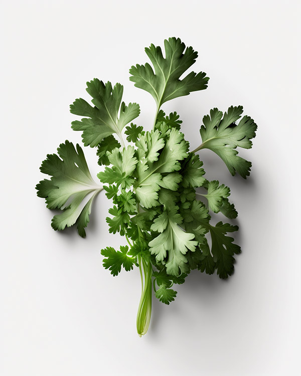 fresh parsley as fresh mint substitute