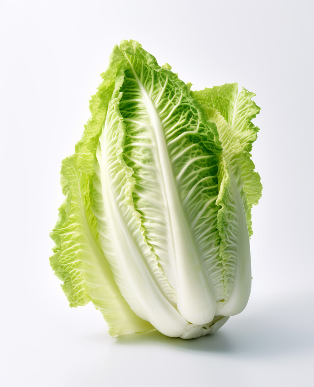 napa cabbage on white
