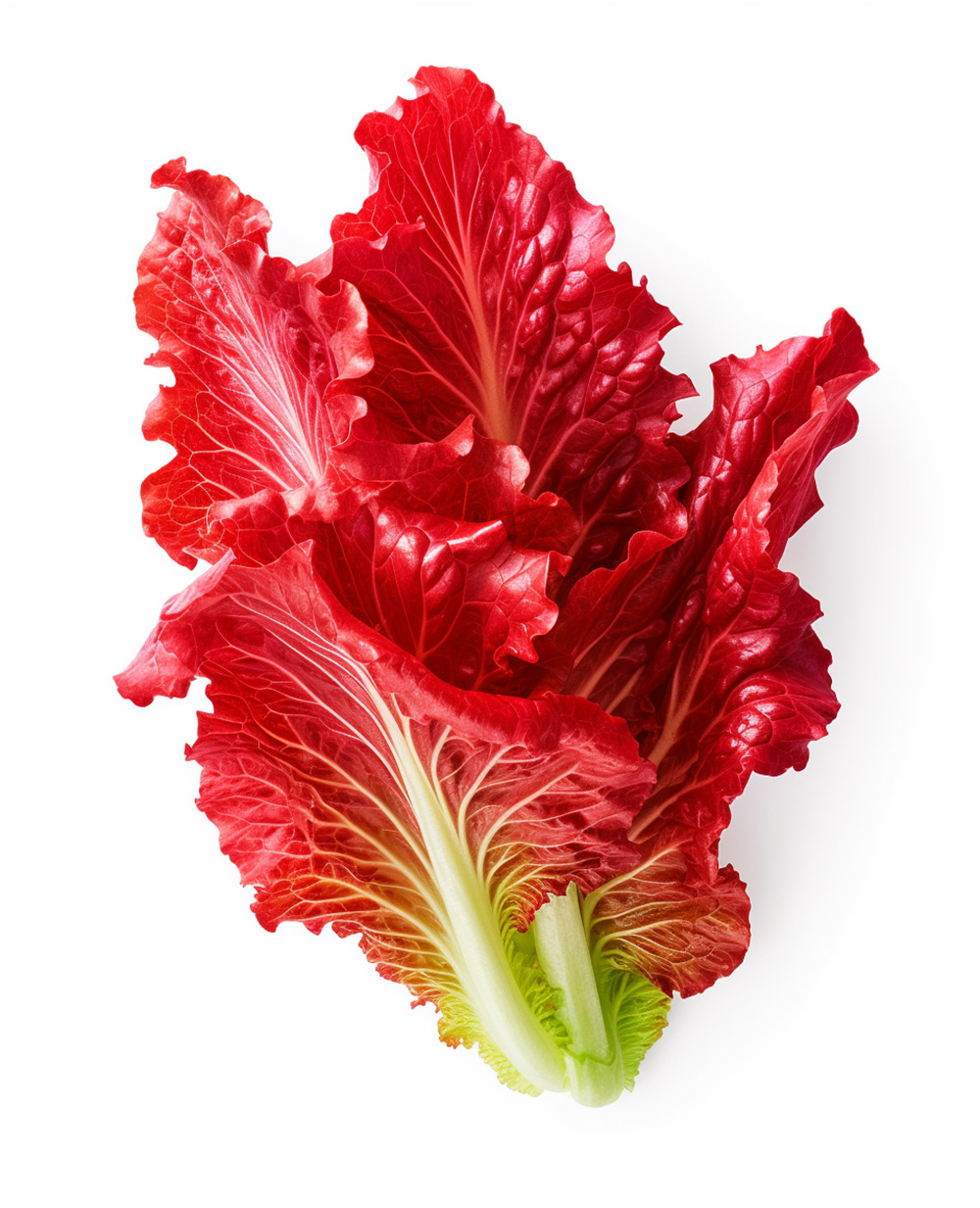 red leaf lettuce